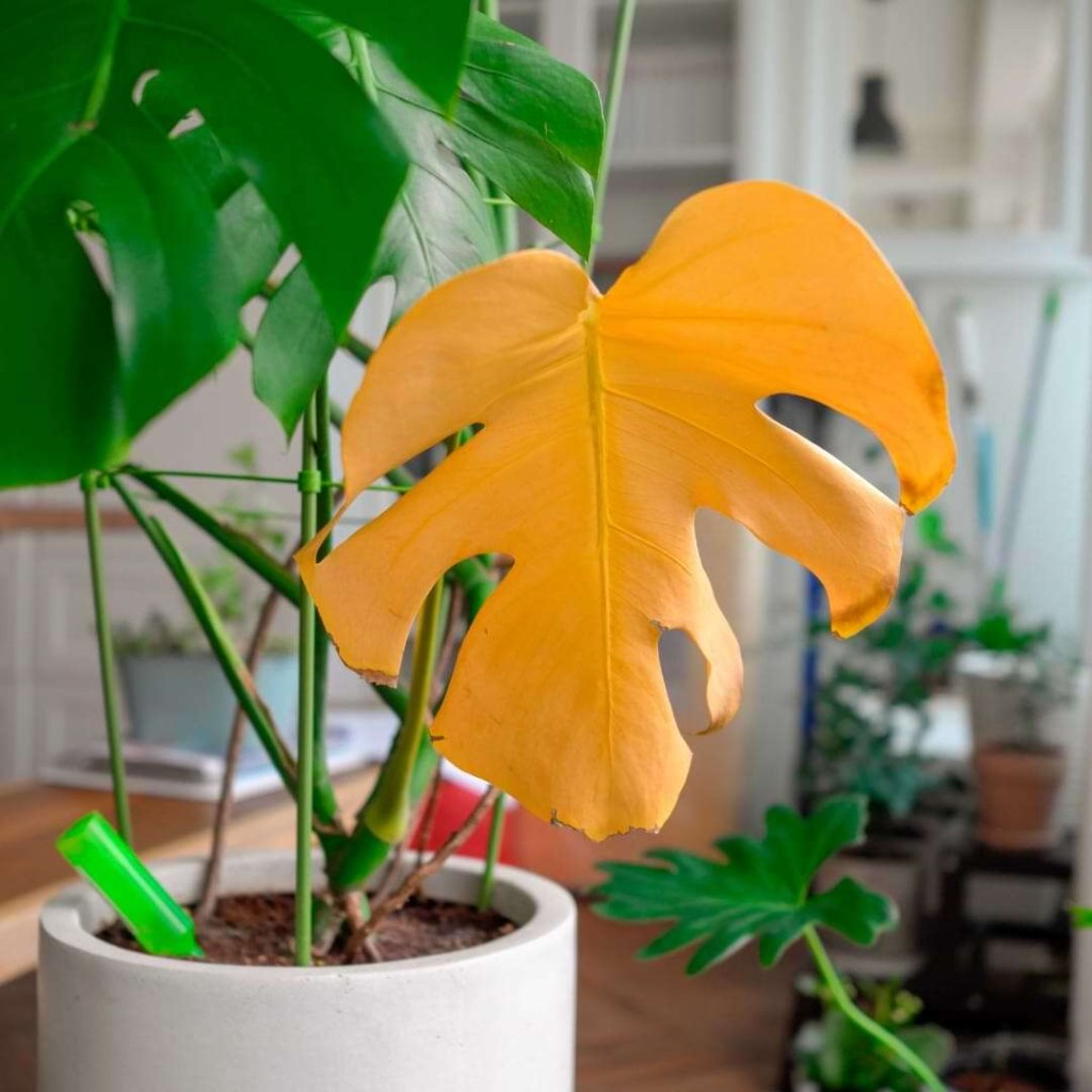 Picture of: Are Your Monstera Leaves Turning Yellow?