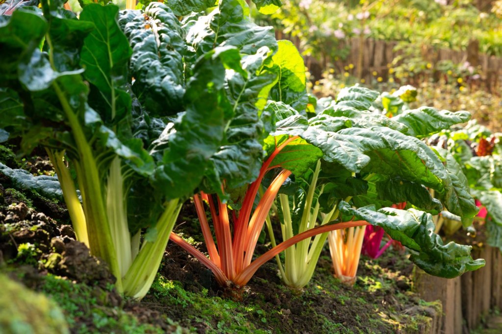 Picture of: Chard: how to grow, care for and overwinter – Plantura