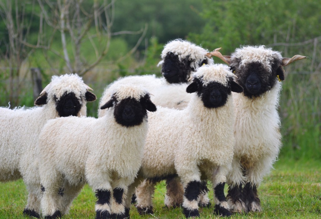 Picture of: Home  BoPeep Valais Blacknose