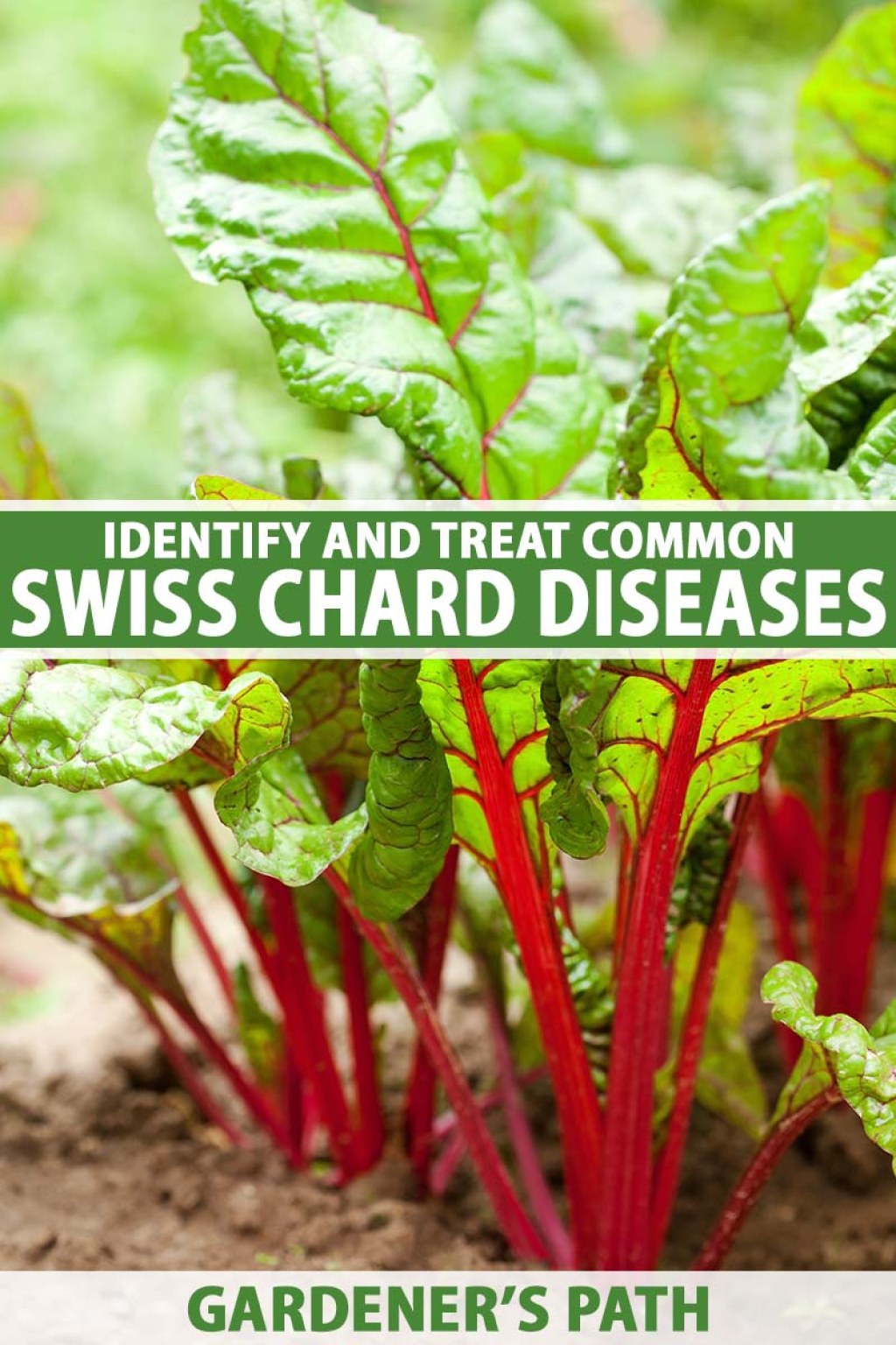 Picture of: How to Identify and Treat Swiss Chard Diseases  Gardener’s Path