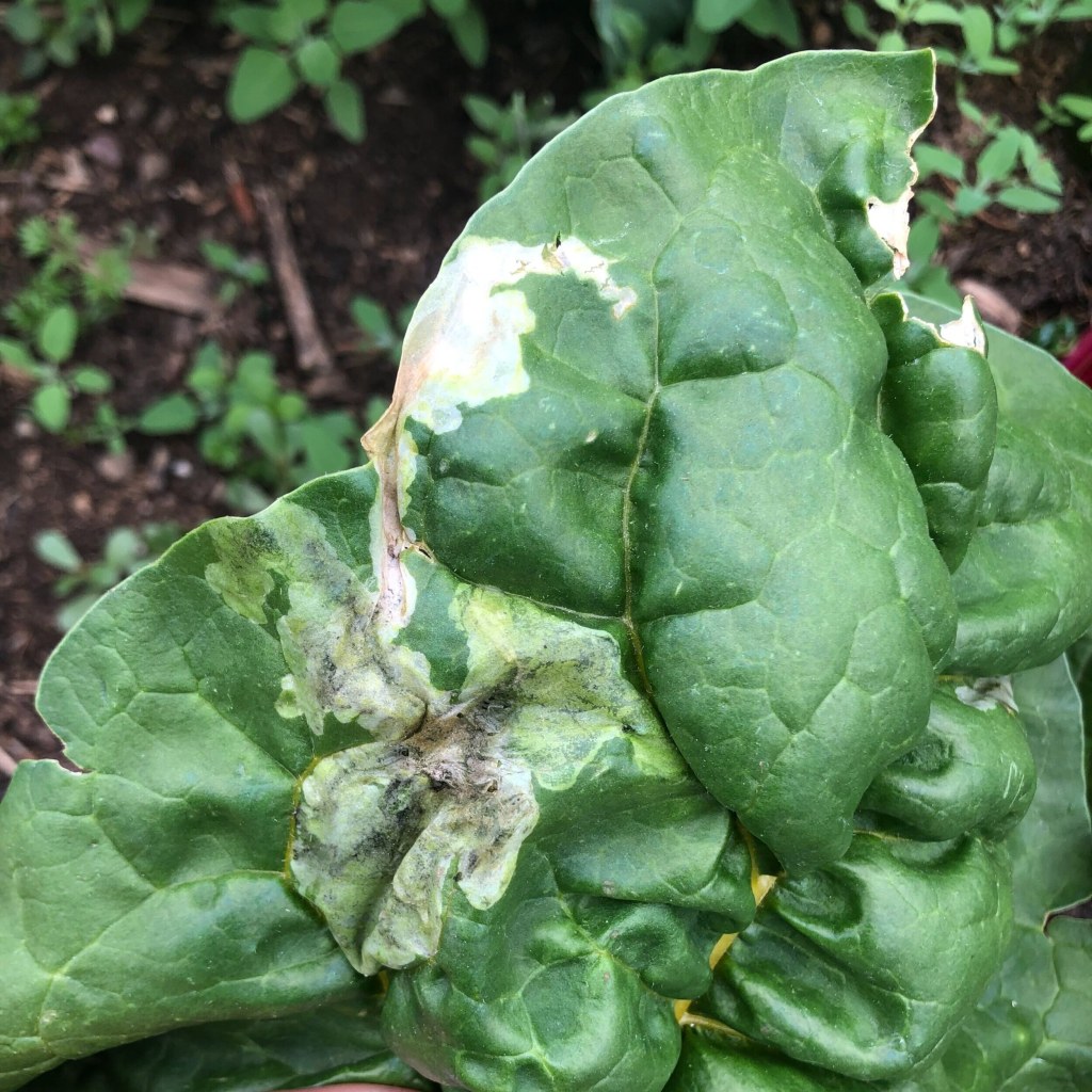 Picture of: Identifying and Managing Leaf Miners — Garden City Harvest