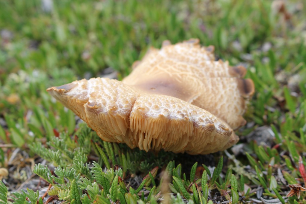 Picture of: Mountain Excursion Post # – Alpine Mushrooms!  Staff Profiles