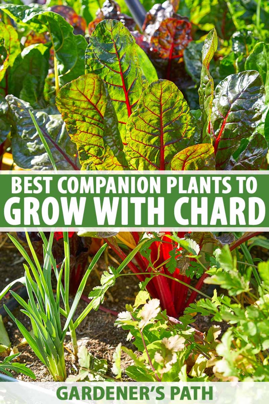 Picture of: of the Best Companion Plants to Grow with Chard  Gardener’s Path