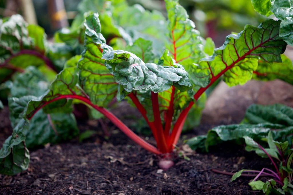 Picture of: Plant, Care, & Grow Swiss Chard Tips  Kellogg Garden Organics™