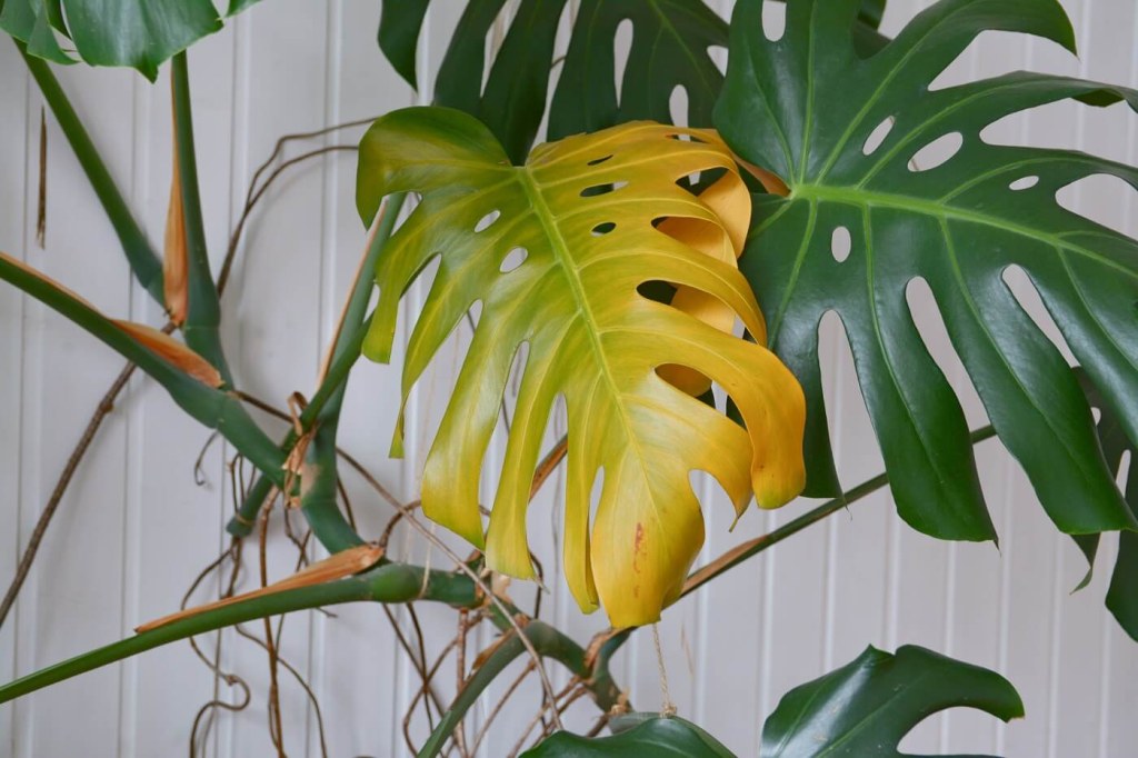Picture of: Reasons Your Monstera Leaves Are Turning Yellow (And How To Fix