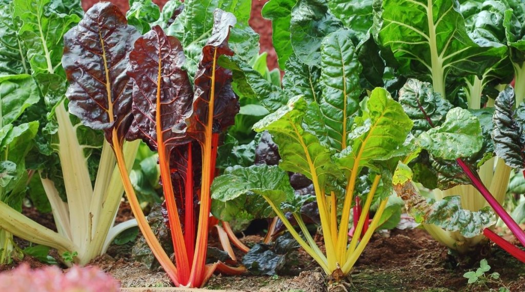 Picture of: Swiss Chard Varieties:  Types of Chard Cultivars You’ll Love
